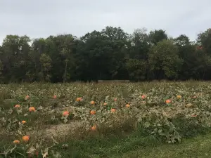 Thea's Pumpkin Patch