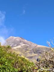 Kamahi Loop Track