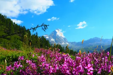 Valtournenche