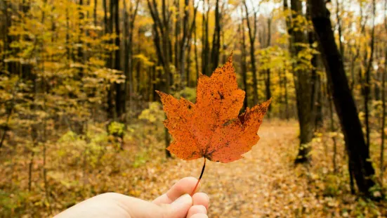 Oakwoods Metropark