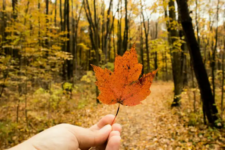 Hotels in Huron Charter Township