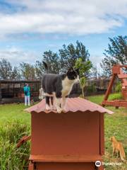 Lanai Cat Sanctuary