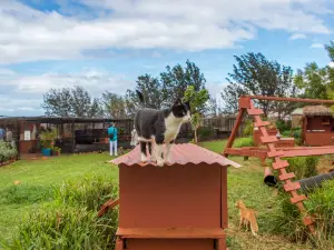 Lanai Cat Sanctuary