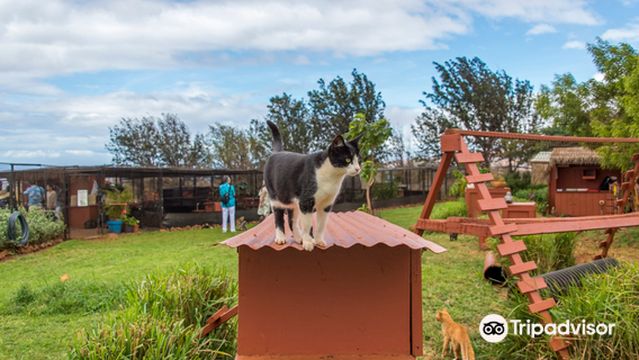 Lanai Cat Sanctuary