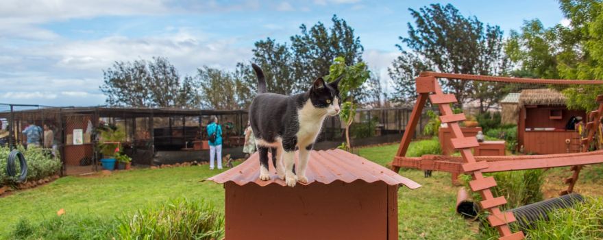 Lanai Cat Sanctuary