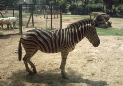 zoo di Lahore