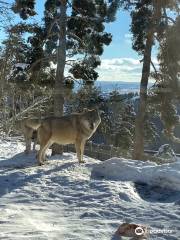 Les Loups du Gevaudan