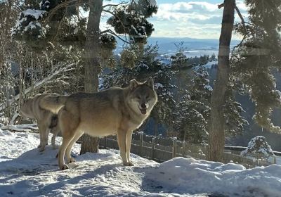 Les Loups du Gevaudan