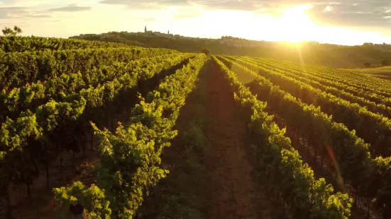 Kozlović Winery