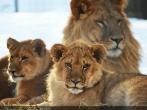 ユーティカ動物園