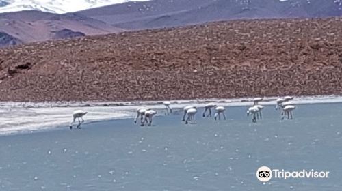 Laguna Brava