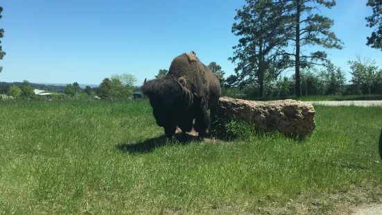 Bear Country USA