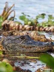 Airboat and Gator Charters