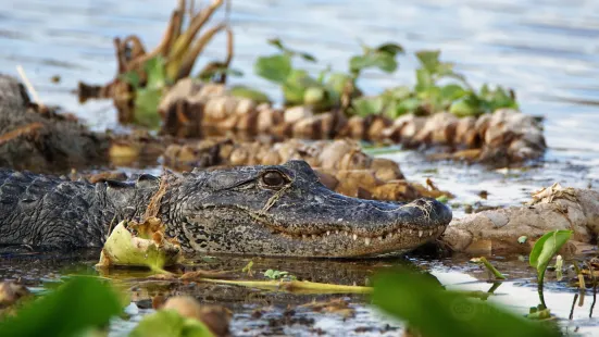 Airboat and Gator Charters