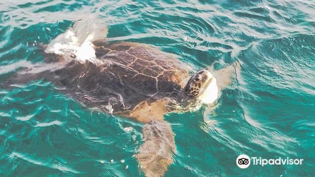 Atlantis Turtle Watching Cruise and Snorkelling Adventure