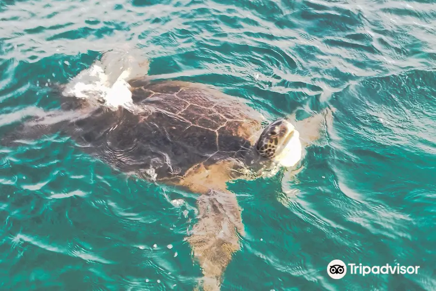 Atlantis Turtle Watching Cruise