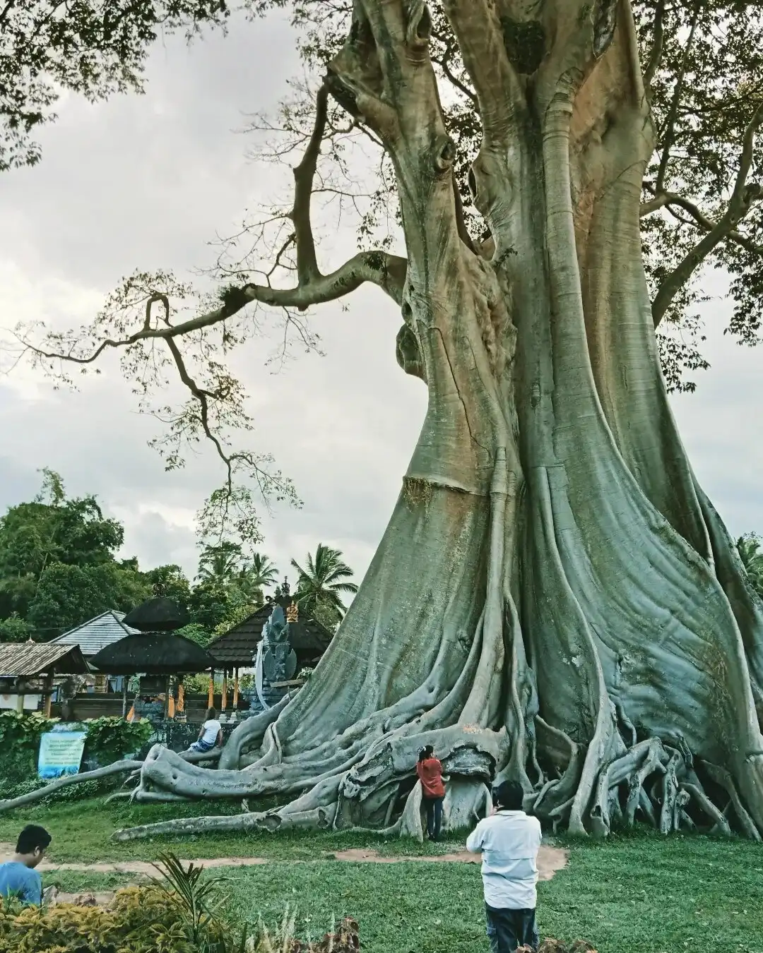 Hotel dekat Bayan Ancient Tree