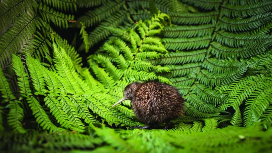 The National Kiwi Hatchery