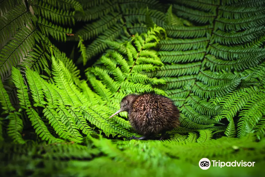 The National Kiwi Hatchery