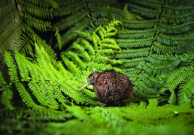 The National Kiwi Hatchery