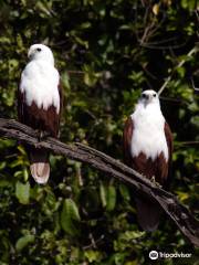 Whitsunday Crocodile Safari