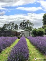 Lavender Backyard Garden