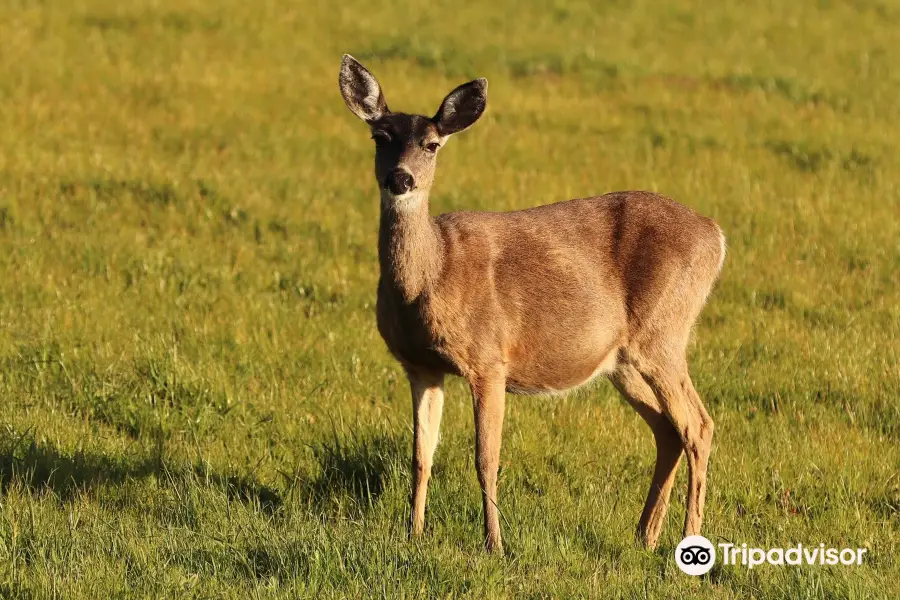 Tule Elk Preserve