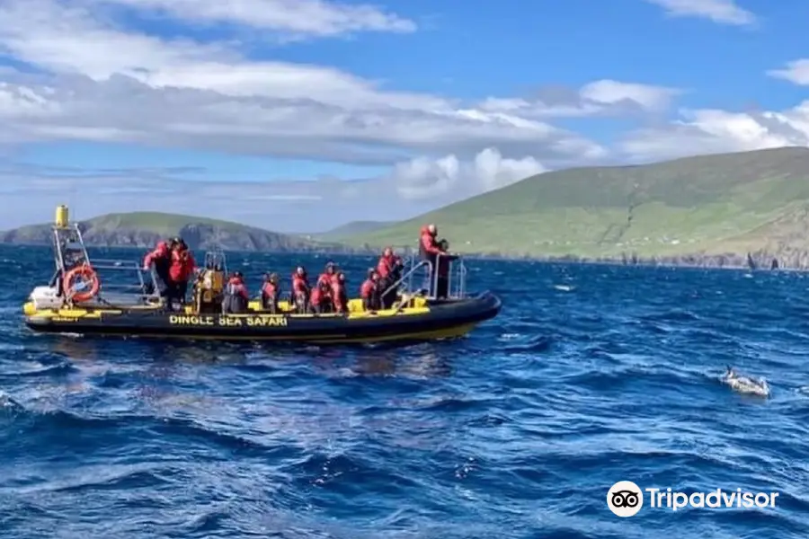 Dingle Sea Safari