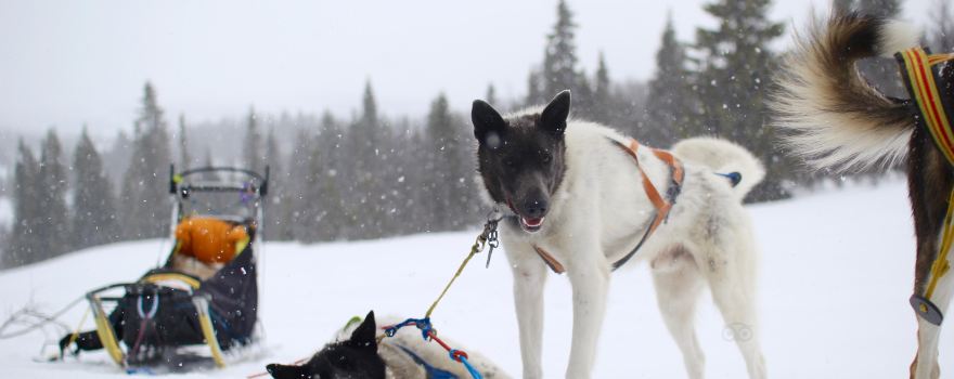 Skomvær Kennel