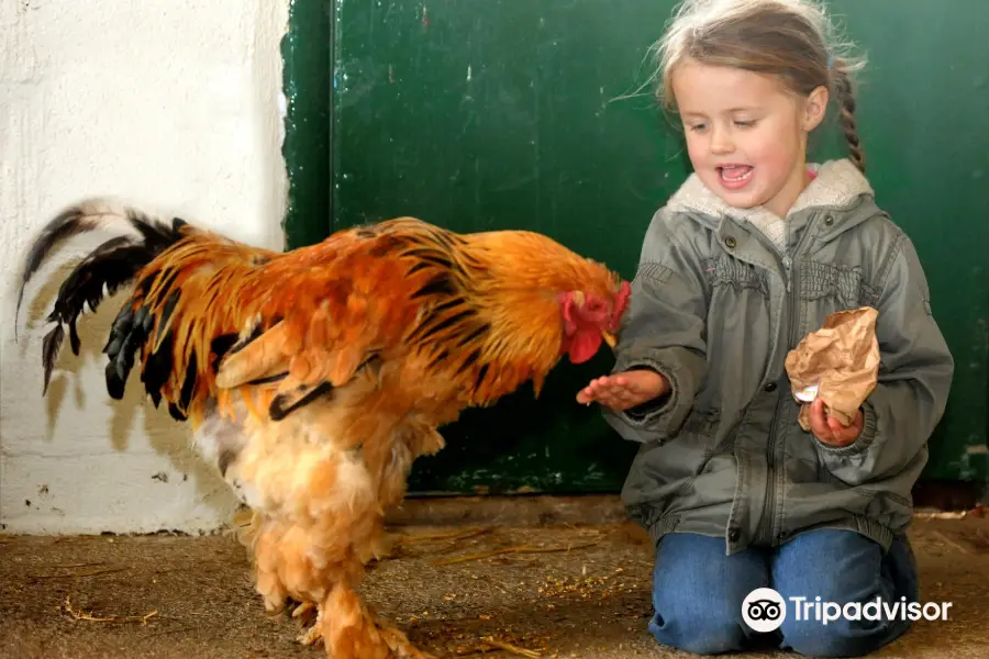 Dairyland Farm Park