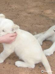 Mama Tau White Lions Breeding Project