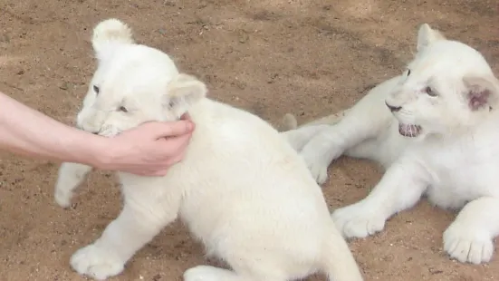 Mama Tau White Lions Breeding Project