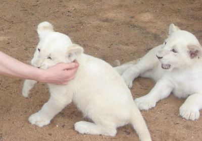 Mama Tau White Lions Breeding Project