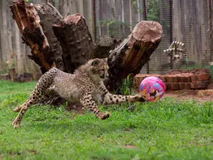 Cheetah Experience