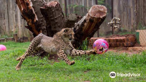 Cheetah Experience