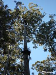 Dave Evans Bicentennial Tree