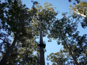 Dave Evans Bicentennial Tree