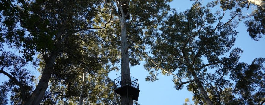 Dave Evans Bicentennial Tree