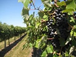 Indian Island Winery