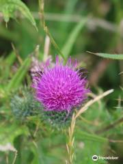 Lunt Meadows Nature Reserve