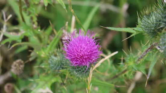 Lunt Meadows Nature Reserve