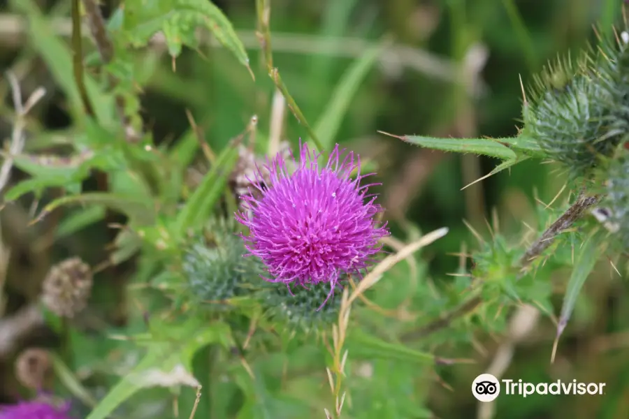 Lunt Meadows Nature Reserve