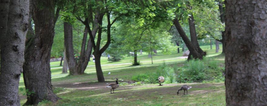 Bellevue Park