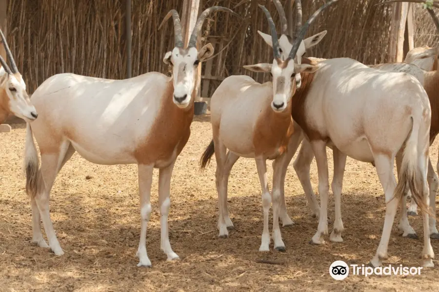 Negev Zoo