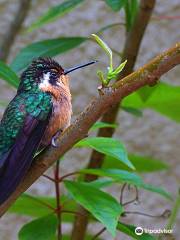 Monteverde Hummingbird Gallery