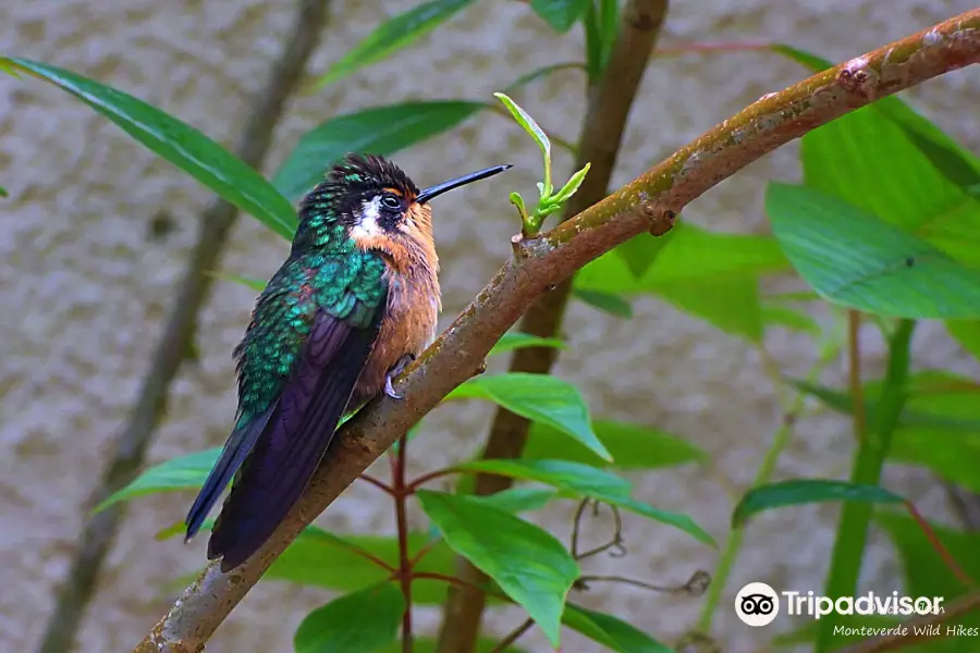 Monteverde Hummingbird Gallery