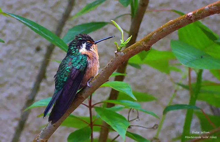 Hotels near Monteverde Hummingbird Gallery