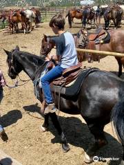 Mt Princeton Hot Springs Stables