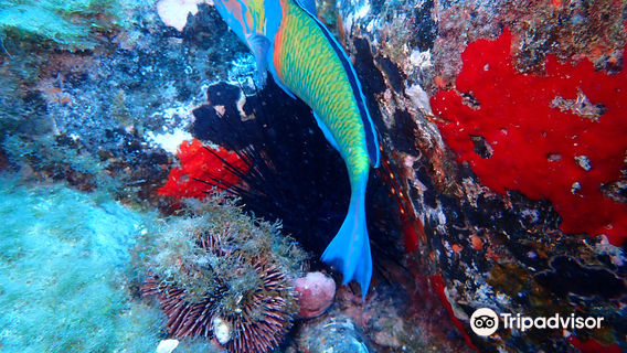 BIG FISH Dive Center Tenerife