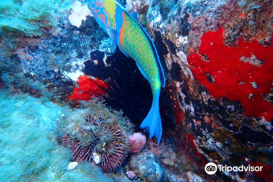 BIG FISH Dive Center Tenerife